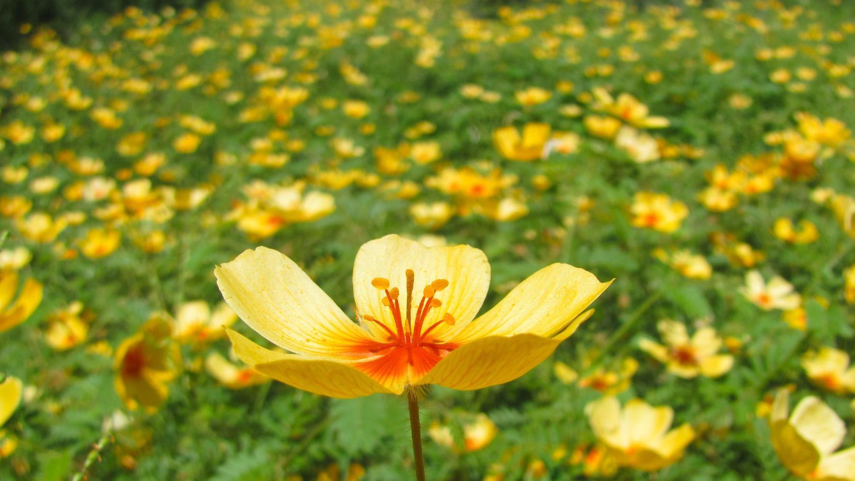 Tucson deserts burst into summer bloom thanks to abundant monsoon rains